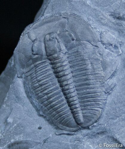 Double Elrathia Trilobite - Wheeler Formation #2483